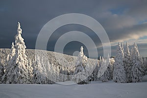 Snow covered trees on a background of dark clouds