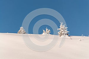 Snow covered trees on blue sky background
