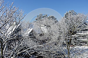 Snow Covered Trees and Buildings after a Recent Snow Fall photo