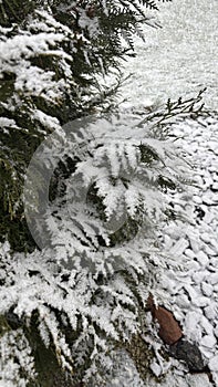 snow-covered trees, calm cold atmosphere