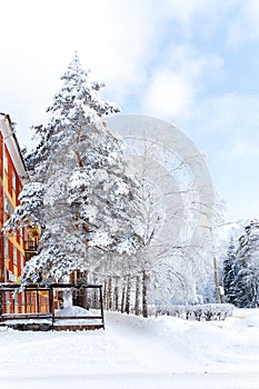 Snow-covered trees on a city boulevard, winter day, beautiful seasonal scene, Frosty trees covered with snow in park. Snow falling