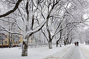 Snow-covered trees in a city park. Fairytale winter landscape