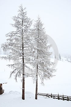 Snow covered trees in countryside