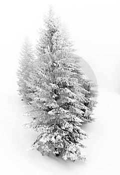 Snow covered trees in deep winter