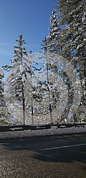 Snow covered trees driving to tahoe