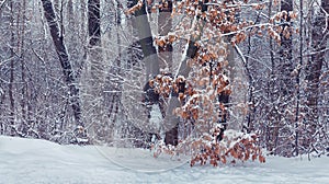 Snow-covered trees with dry leaves in winter forest. Winter landscape_