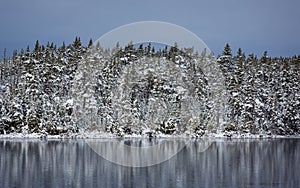 Snow covered trees on the edge of the lake