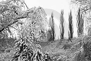 Snow covered trees. First snow