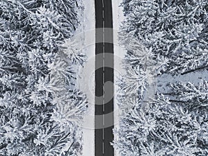 Snow-covered trees in the forest and asphalt road line in the mountains.