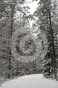 Snow covered trees in the forest, snowy path