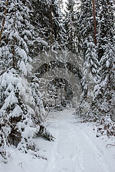 Snow covered trees and forest trail.