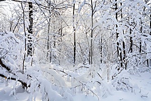 snow-covered trees in forest in winter morning