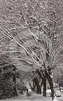 Snow covered trees frame a distant person clearing the sidewalk