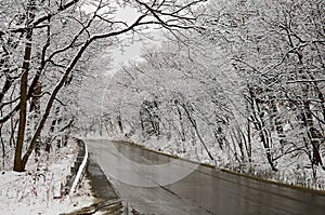 Snow covered trees hang over the melted road