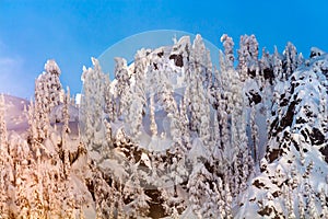 Snow Covered Trees High Snow Mountain Snoqualme Pass Washington