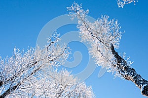 Snow covered trees in hoarfrost against the clear blue sky