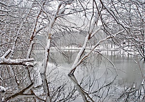 Snow covered trees by the lake