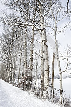 Snow covered trees lined along the road