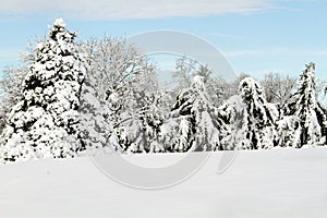 Snow Covered Trees in a lineup