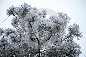 Snow-covered trees in the morning in the forest