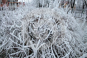 Snow-covered trees in the morning in the forest