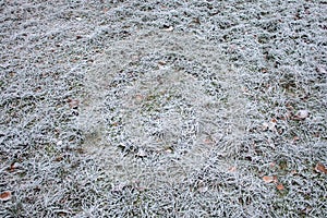 Snow-covered trees in the morning in the forest