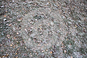Snow-covered trees in the morning in the forest