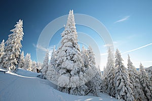 Snow covered trees on the mountain slope