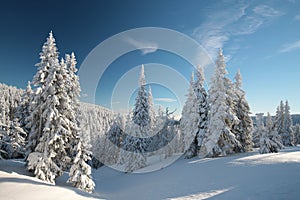 Snow covered trees on the mountain slope