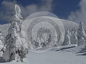 Snow-covered trees on mountain slope