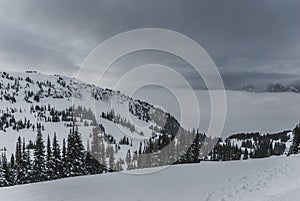 Snow covered trees on mountain top