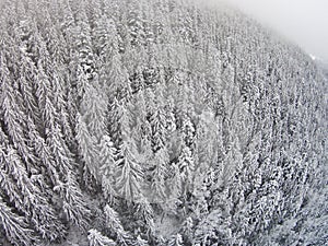 Snow-covered trees in a mountainous area during a fog