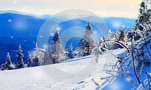 Snow covered trees in the mountains