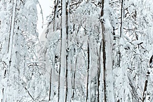 Snow-covered trees in the mountains on a cloudy day
