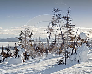 Snow-covered trees on the mountainside