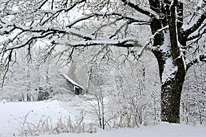 Snow covered trees near forest ,Lithuanian winter