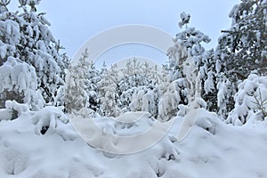 Snow covered trees near forest ,Lithuanian winter