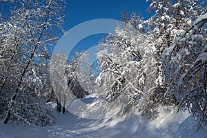 Snow-covered trees near a frozen river