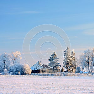 Snow covered trees near old huilding