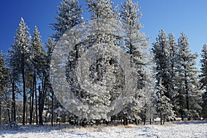 Snow Covered Trees near Pendleton, Oregon