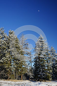 Snow Covered Trees near Pendleton, Oregon