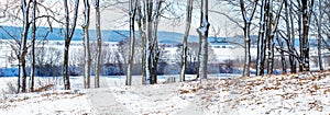 Snow-covered trees near the river in winter, panorama