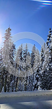 Snow covered trees near tahoe and Nevada