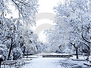 Snow covered trees in a nobody park
