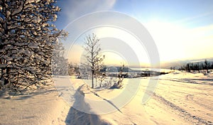 Snow Covered Trees Norway