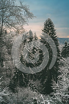 Snow covered trees, Odenwald Forest