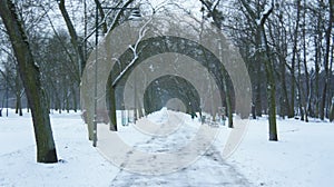 Snow covered trees in park