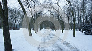 Snow covered trees in park