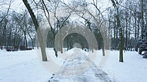 Snow covered trees in park