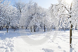 Snow-covered trees in the park